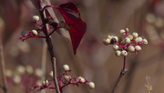 1st Nov 2024 - dogwood berries