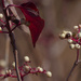 dogwood berries