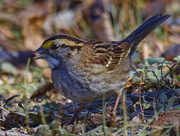 1st Nov 2024 - white-throated sparrow 