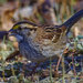 white-throated sparrow 