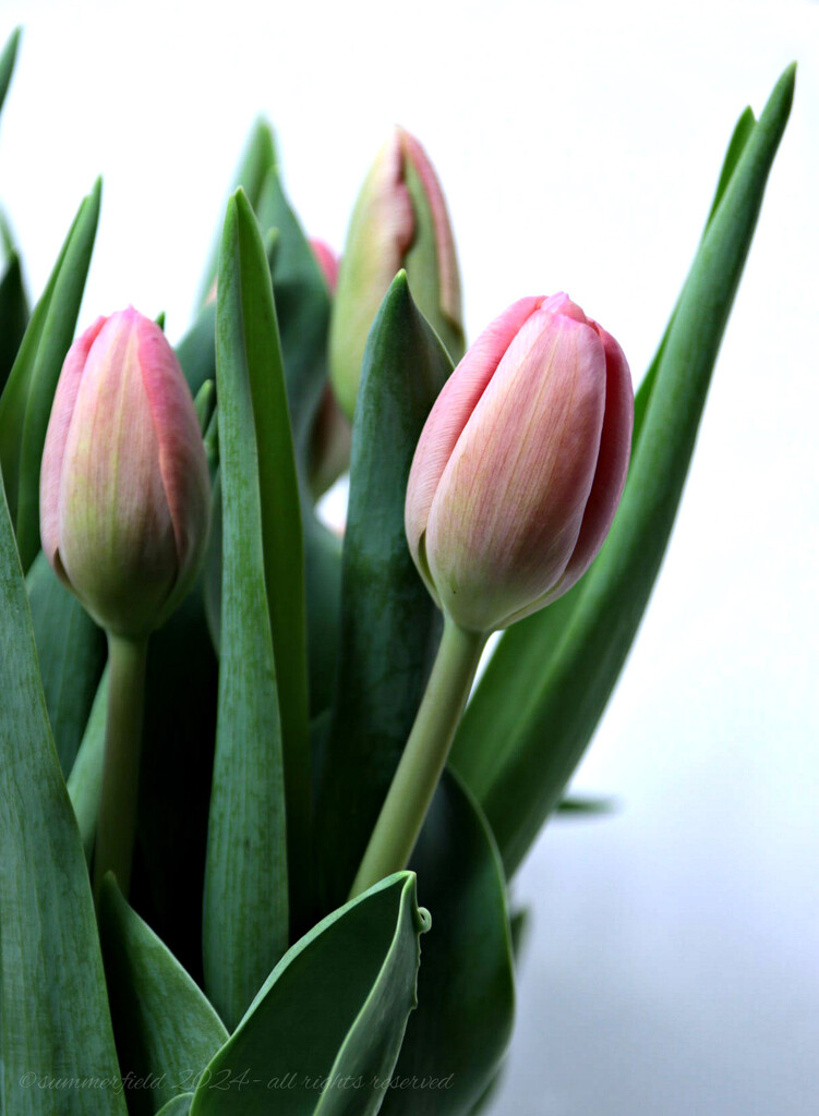 tulips in November by summerfield