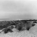 Tussocks on middens