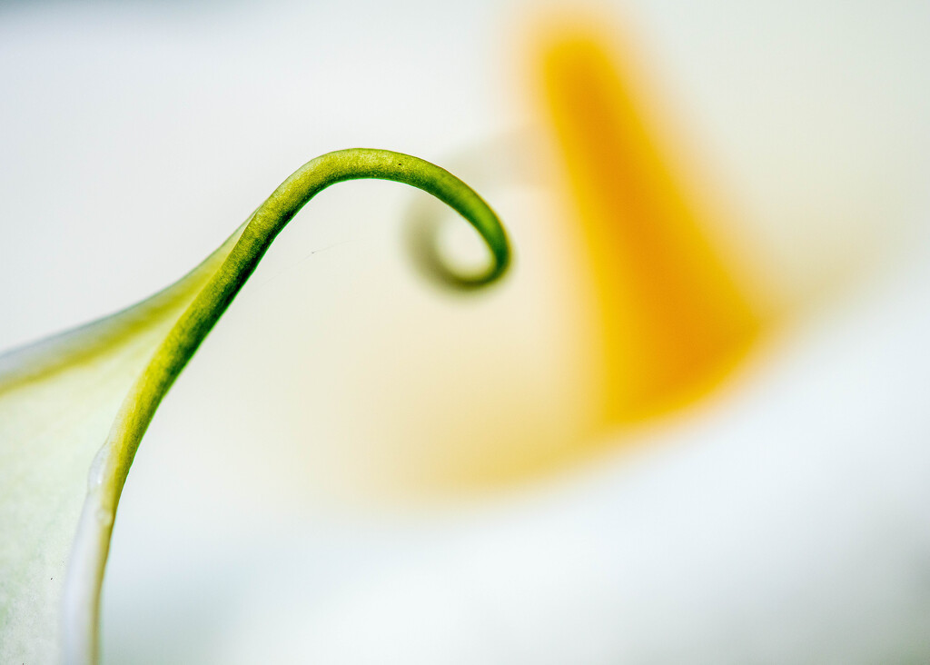 Arum Lily by yaorenliu