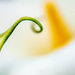 Arum Lily