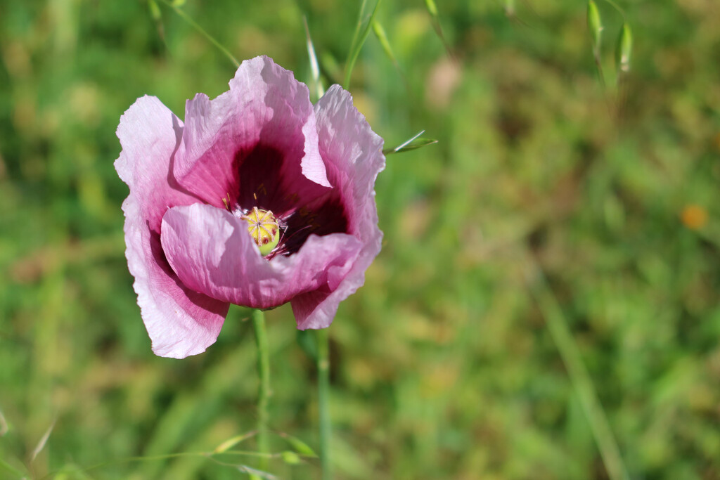 Lone poppy by leggzy