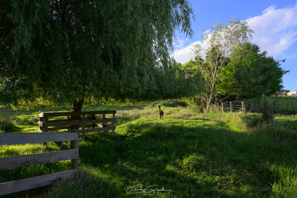 The Vanishing Alpaca by yorkshirekiwi