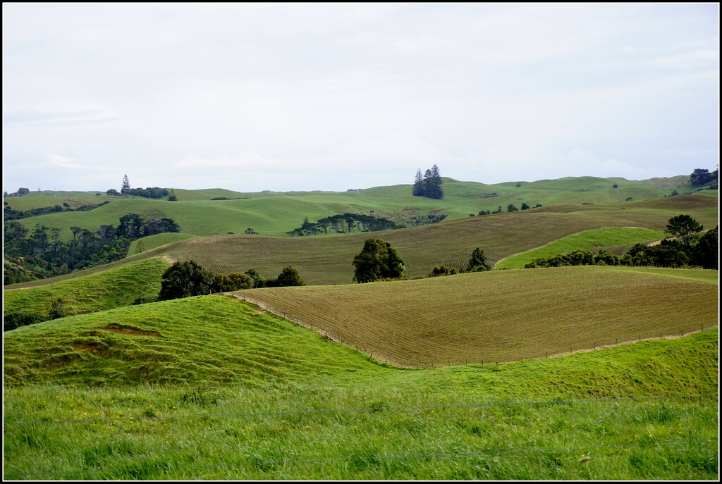 Miles of maize by dide