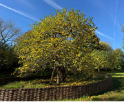 1st Nov 2024 - Isaac Newton‘s Apple Tree