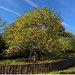 Isaac Newton‘s Apple Tree