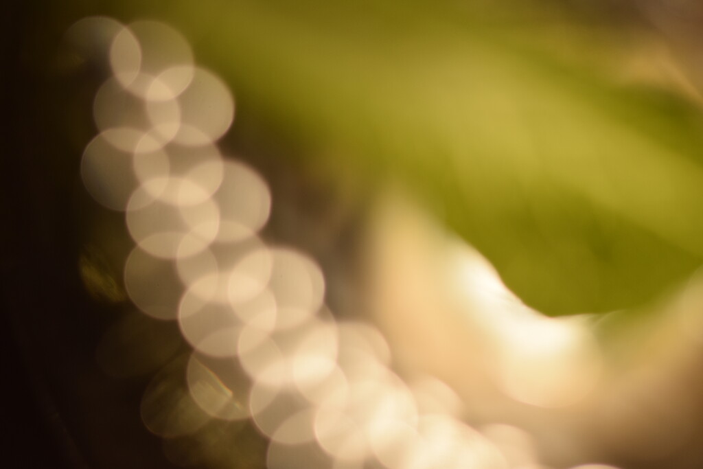 Lettuce leaf/bokeh by dragey74