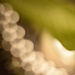 Lettuce leaf/bokeh