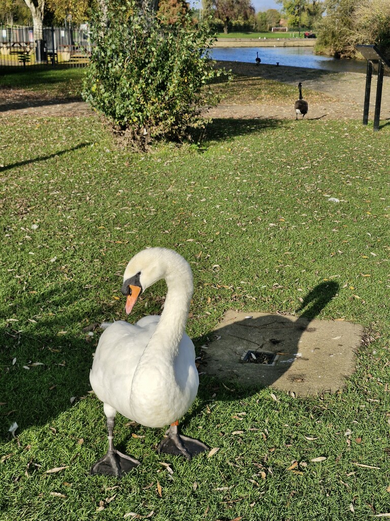 Swan shadow  by dragey74