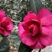 Camellias are awesome