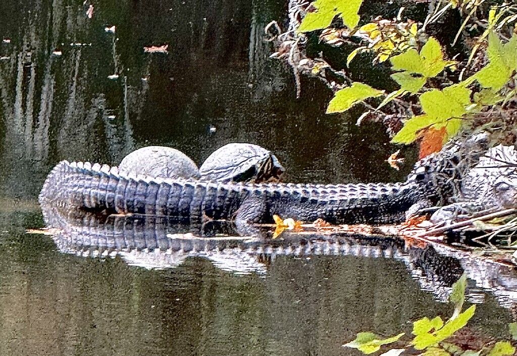 Gator and turtles napping by congaree