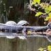 Gator and turtles napping