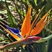 Bird of Paradise flower