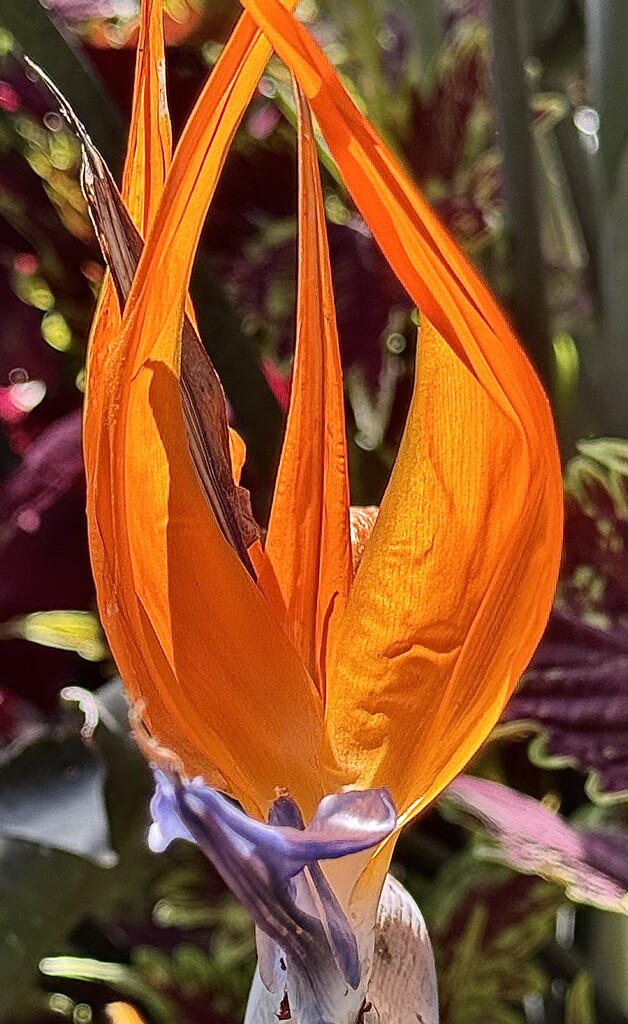 Bird of Paradise Flower by congaree