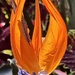 Bird of Paradise Flower