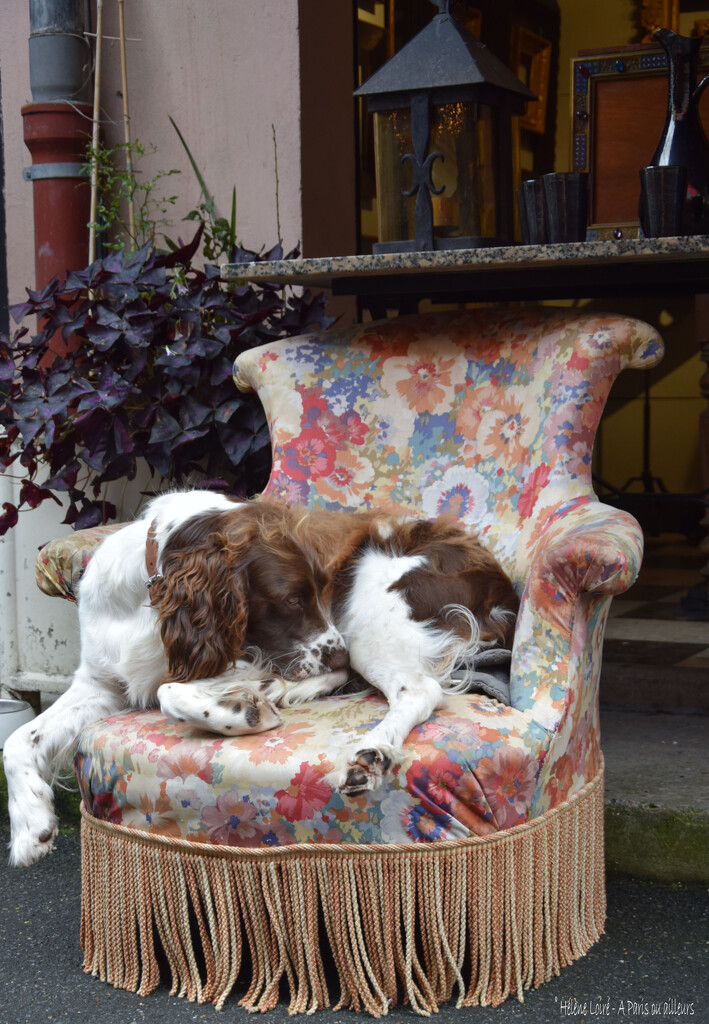 dog at the flee market by parisouailleurs