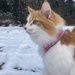 Ginger and snow 