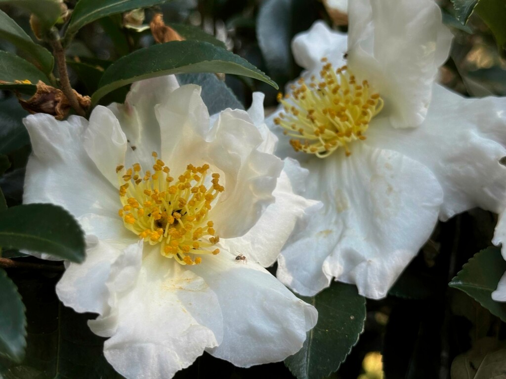 White camellias in color... by marlboromaam