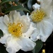 White camellias in color...