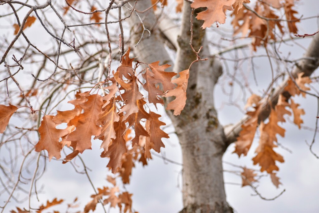 Oak Leaves by bjywamer