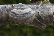 2nd Nov 2024 - Hoof fungus