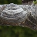 Hoof fungus