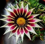 2nd Nov 2024 - A lovely Gazania. 