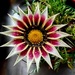 A lovely Gazania. 