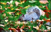 2nd Nov 2024 - In amongst the leaves