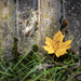 Maple leaf and concrete wall