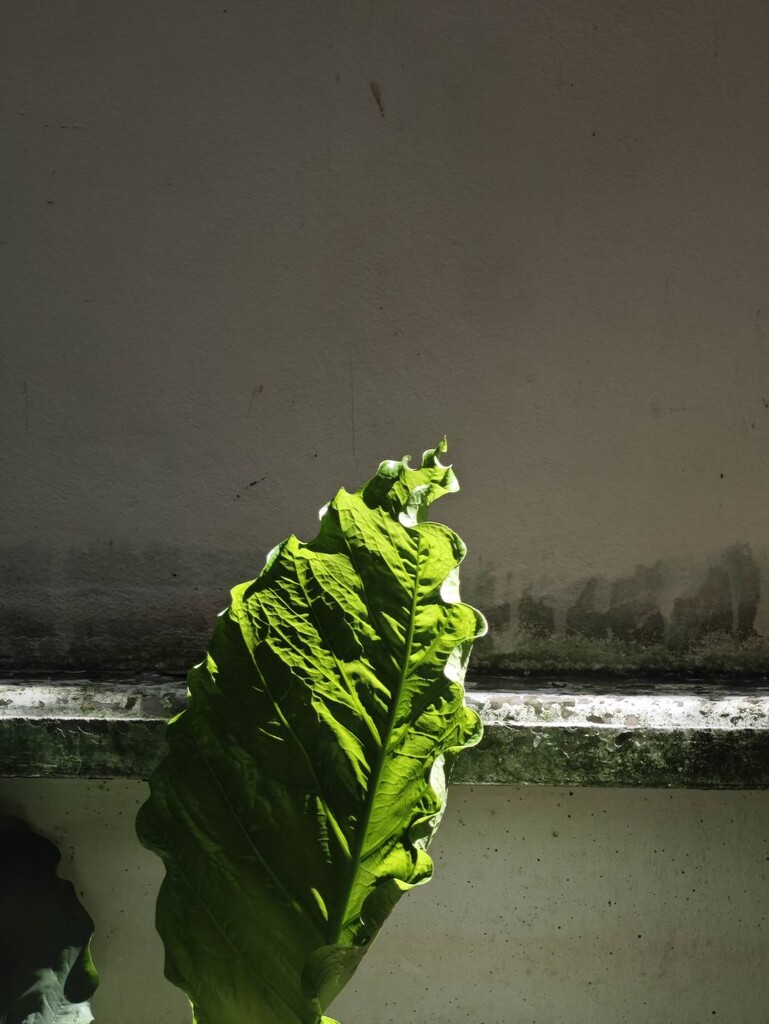 Sunlit Leaf Against a Weathered Wall by 101mindfulcafe