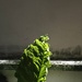 Sunlit Leaf Against a Weathered Wall