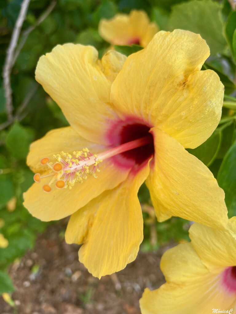 Yellow hibiscus by monicac