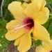 Yellow hibiscus