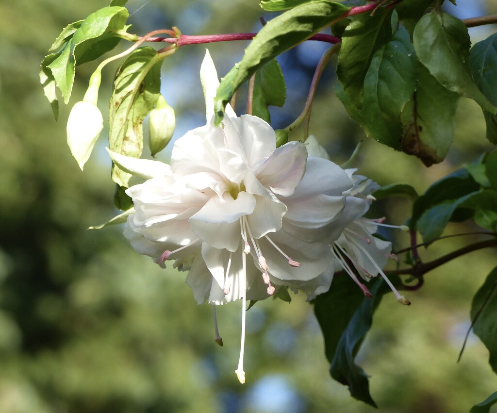 White Giant Fuchsia in the Late Afternoon Sun by susiemc