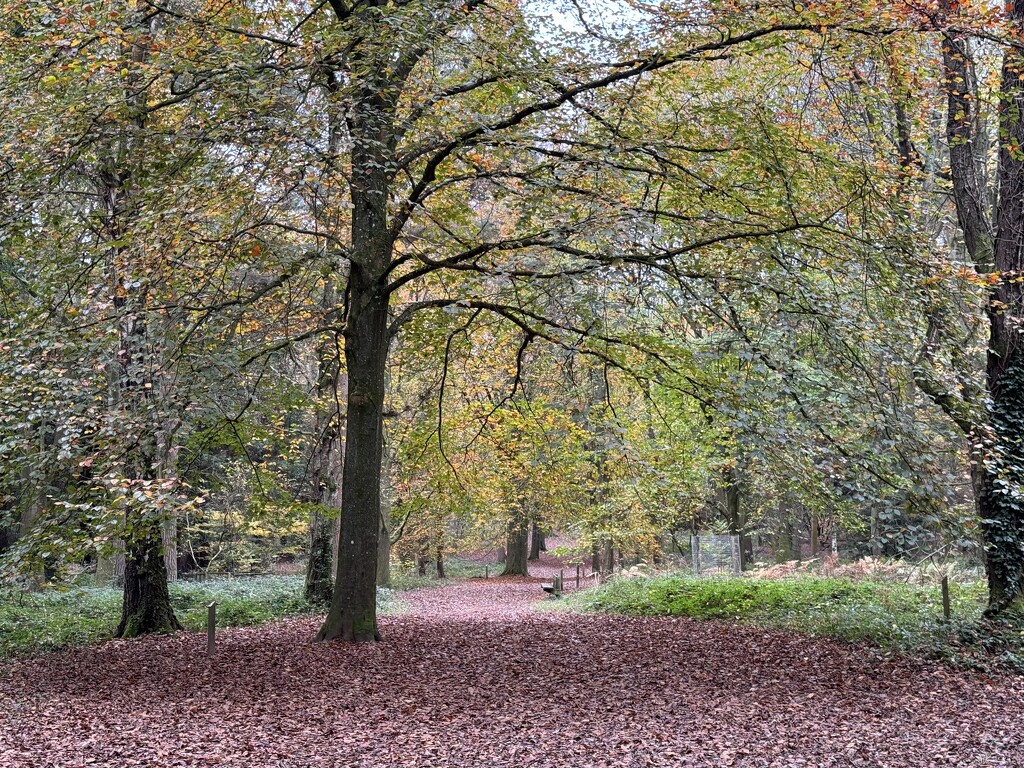 Woodland Walk by susiemc