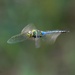 LHG_4032 Green Darner dragonfly at Estero Llano Grande