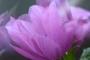 2nd Nov 2024 - Anenomes~~~~~