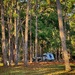 Camping Among the Pines