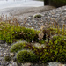 Moss on a Wall