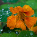 Nasturtium