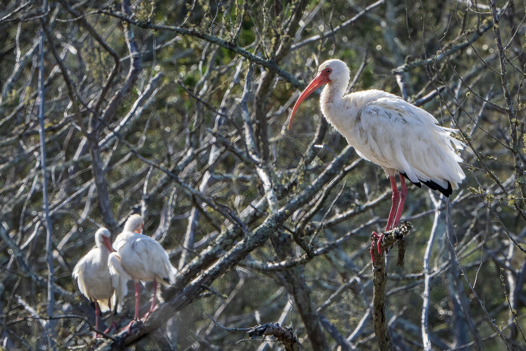 White Ibis  by kvphoto