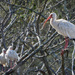 White Ibis 