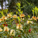 Creamy yellow waratah (Telopea sp)