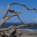 Driftwood Beach