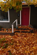 1st Nov 2024 - Life under a maple tree