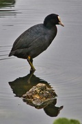 2nd Nov 2024 - Cute Coot.